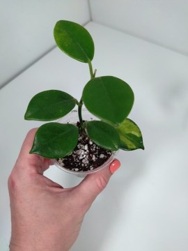 Хойя Australis margin variegate